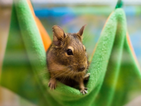 Everything You Need to Know About Caring for a Degu